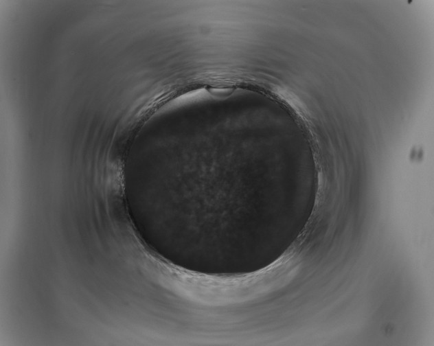 X0000096700048200802261615