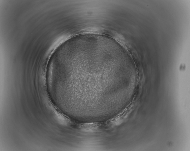 X0000096700050200802261615