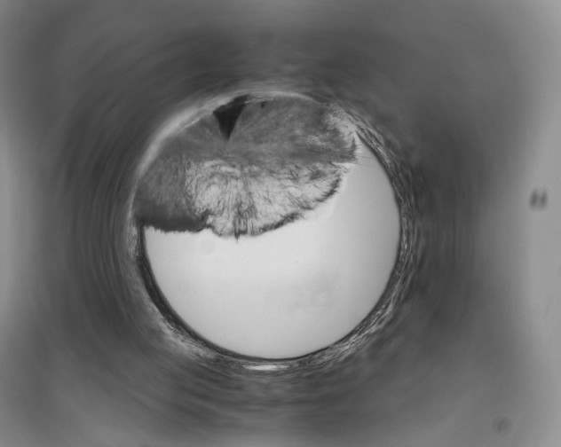 X0000096700053200802261615