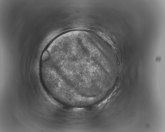 X0000096700055200802261615