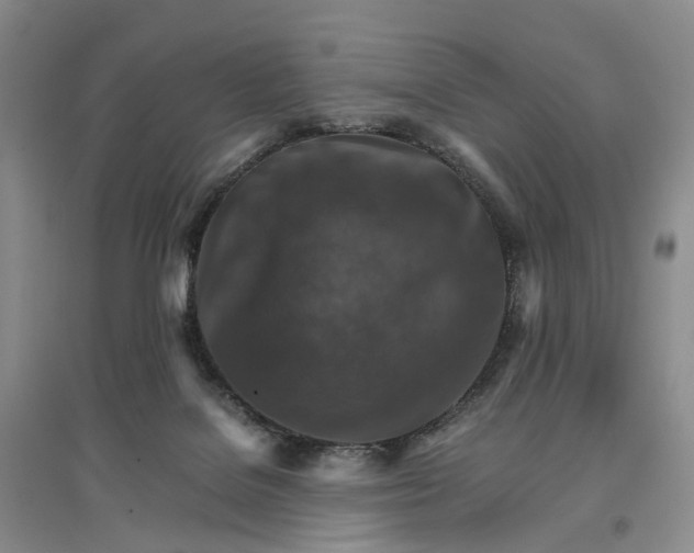 X0000096700076200802261615