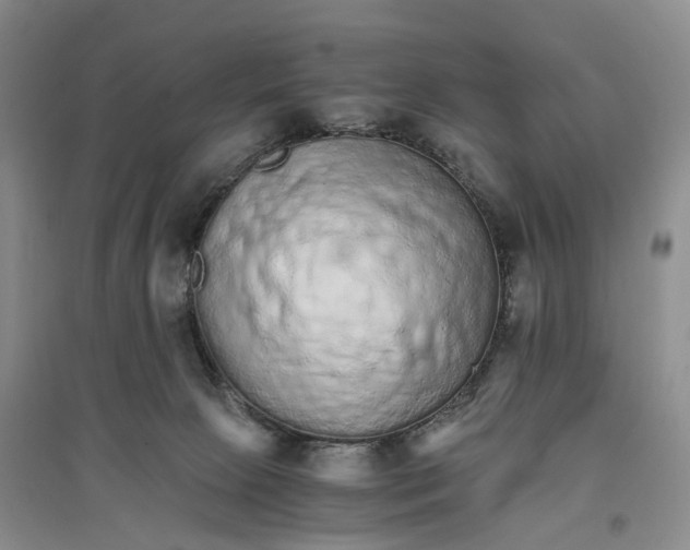 X0000096700081200802261615