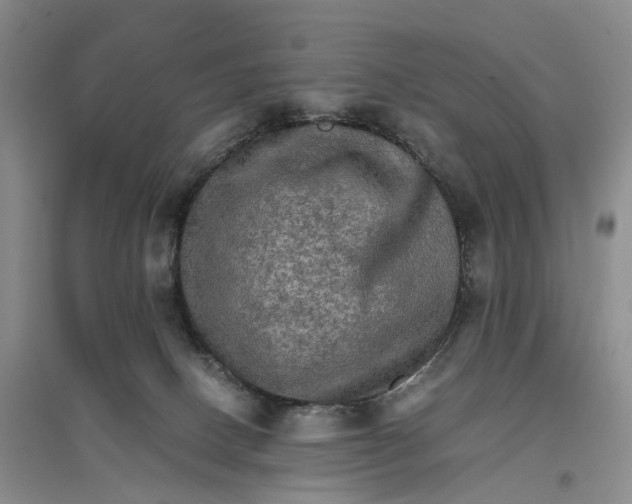 X0000096700082200802261615