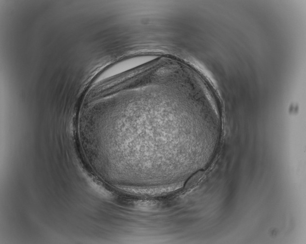 X0000096700105200802261614