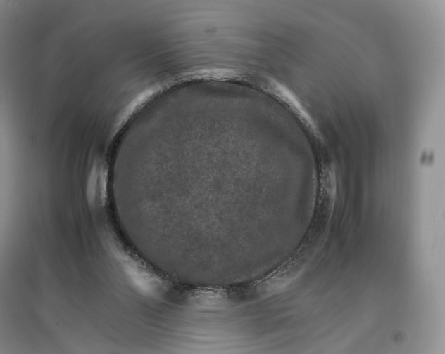 X0000096700110200802261614