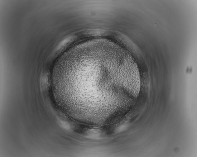 X0000096700119200802261614