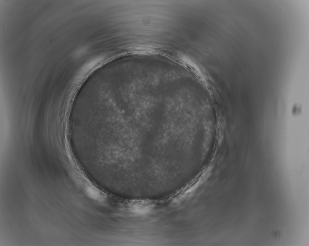 X0000096700145200802261613