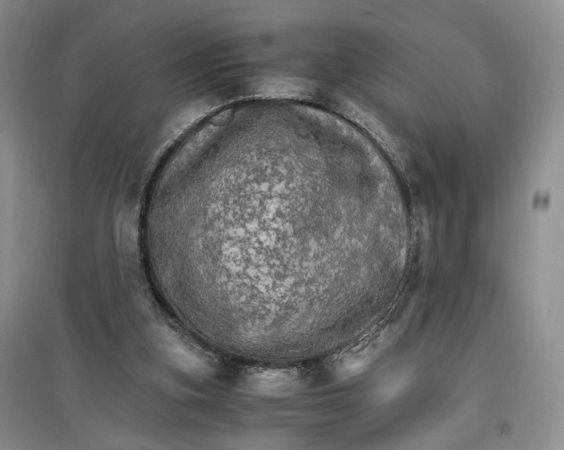 X0000096700155200802261613