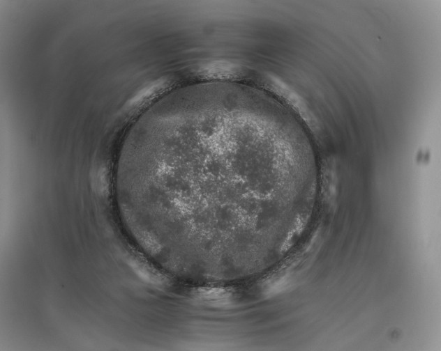 X0000096700161200802261613