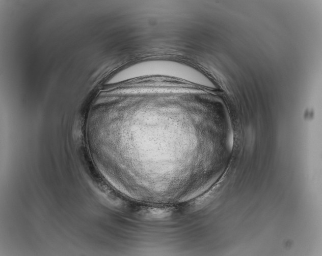 X0000096700166200802261613