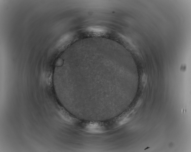 X0000096700177200802261614