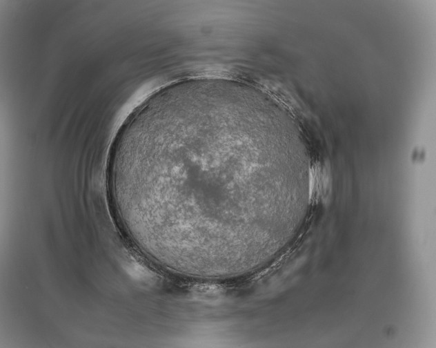 X0000096700195200802261613