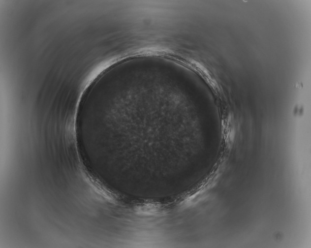 X0000096700196200802261613