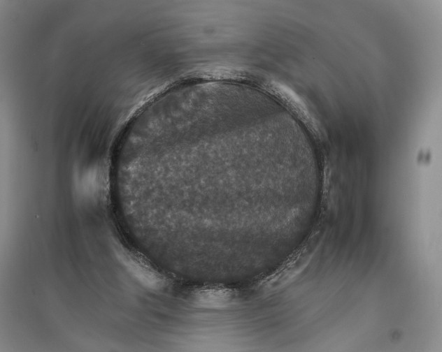 X0000096700202200802261613