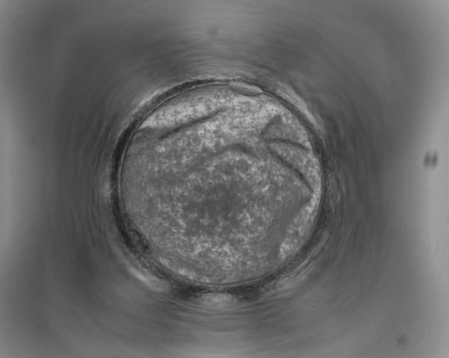 X0000096700203200802261613