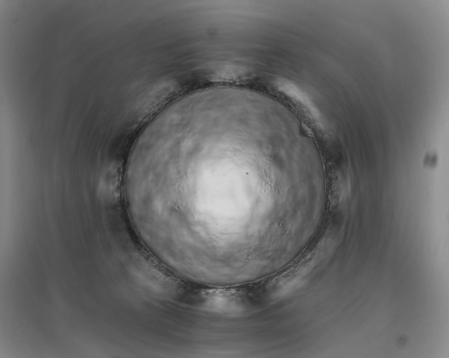 X0000096700273200802261612