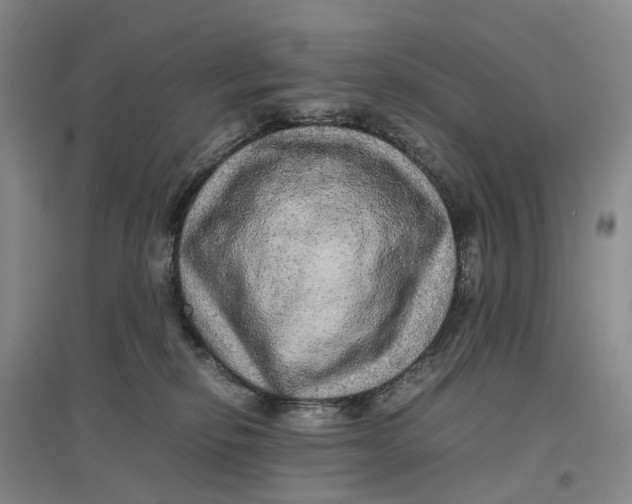 X0000096700278200802261612