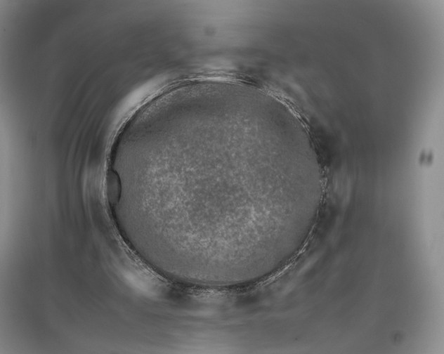X0000096700293200802261612