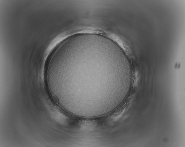 X0000096700296200802261611