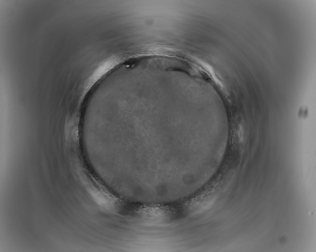 X0000096700299200802261611