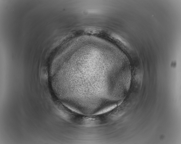 X0000096700315200802261611