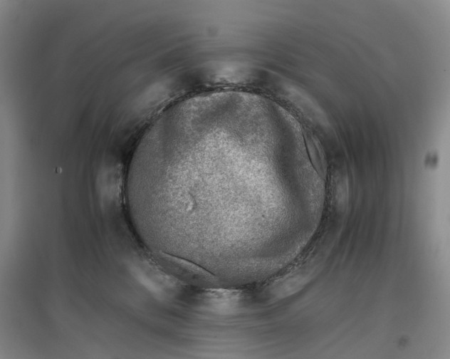 X0000096700328200802261611