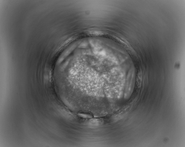 X0000096700330200802261611