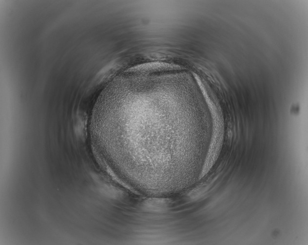 X0000096700332200802261611