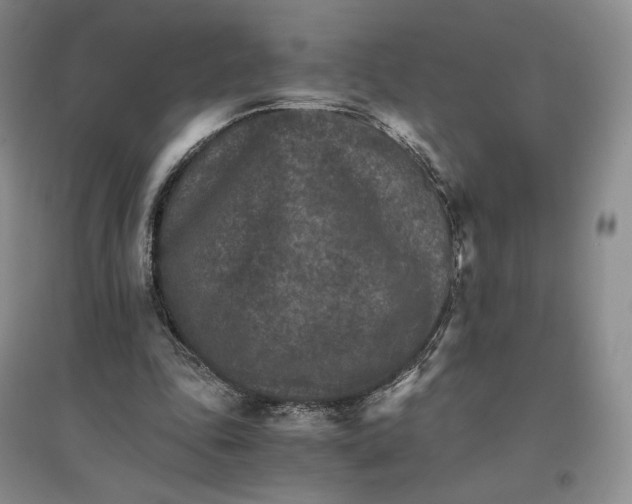 X0000096700343200802261610