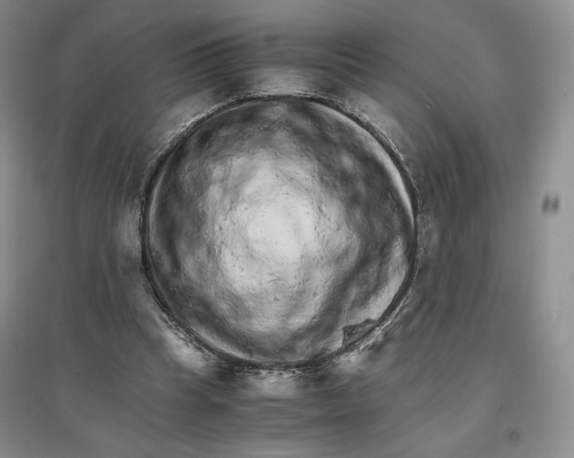 X0000096700345200802261610