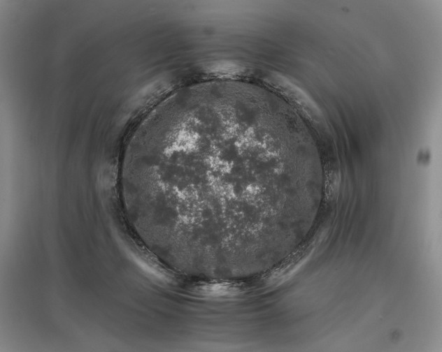 X0000096700365200802261611