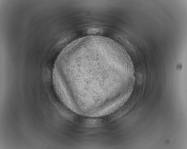 X0000096700375200802261611