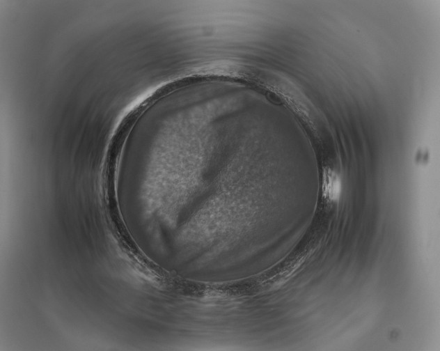 X0000096700388200802261610