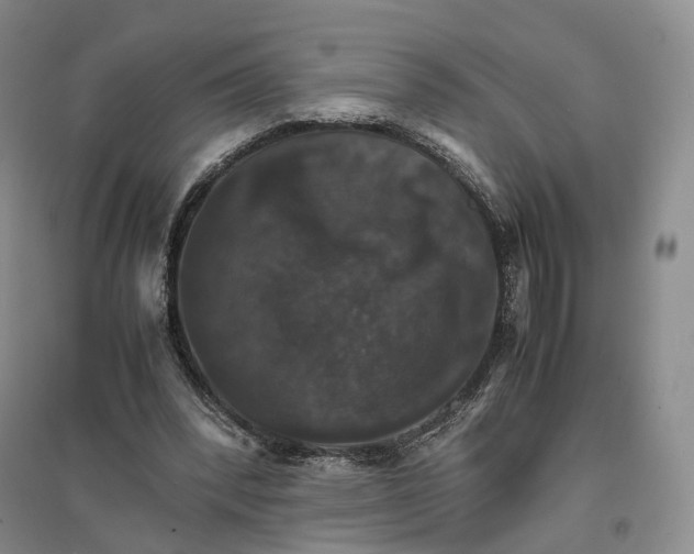 X0000096700392200802261610