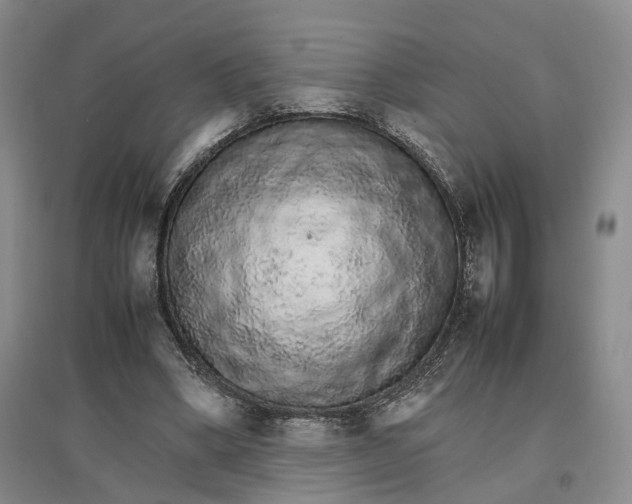 X0000096700394200802261610
