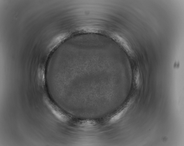 X0000096700398200802261610