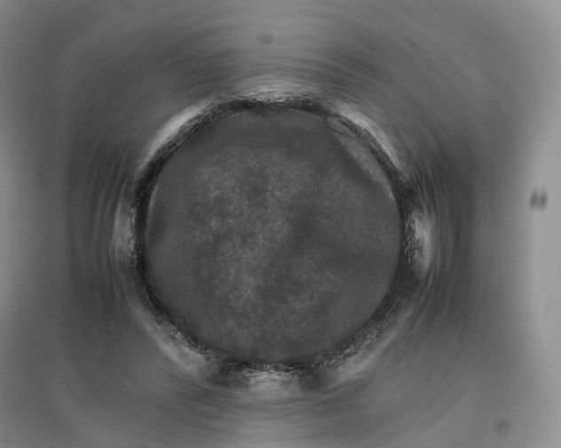 X0000096700400200802261610