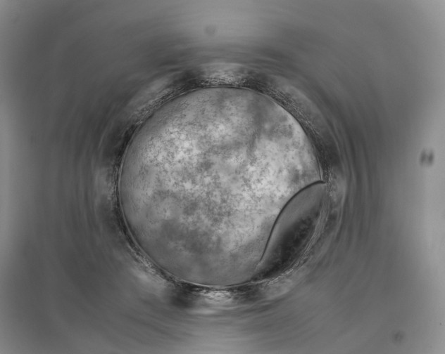 X0000096700409200802261610