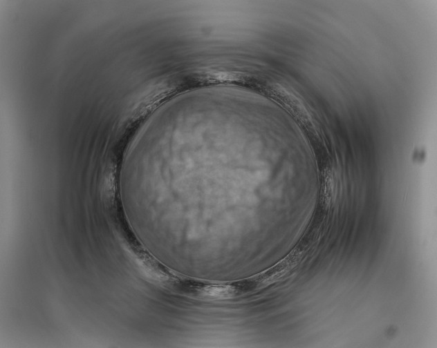 X0000096700410200802261610