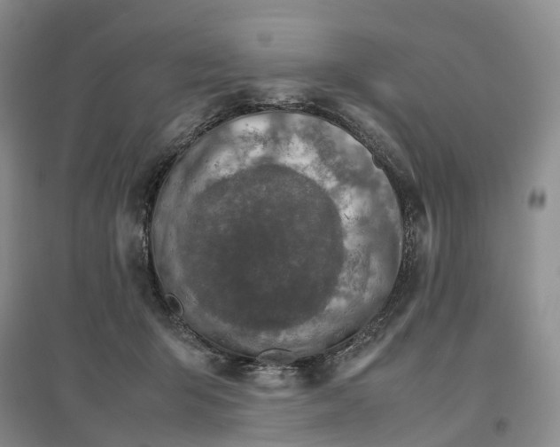 X0000096700415200802261610