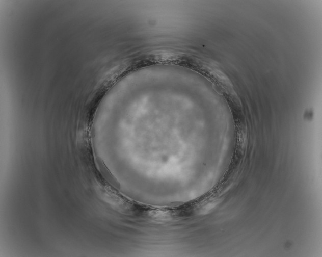 X0000096700419200802261610