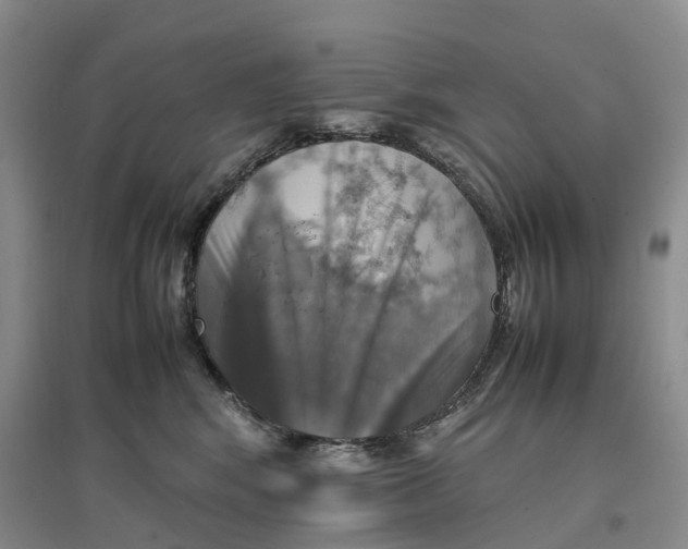 X0000096700424200802261609