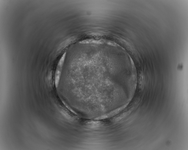 X0000096700428200802261609