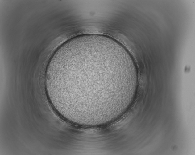 X0000096700433200802261609