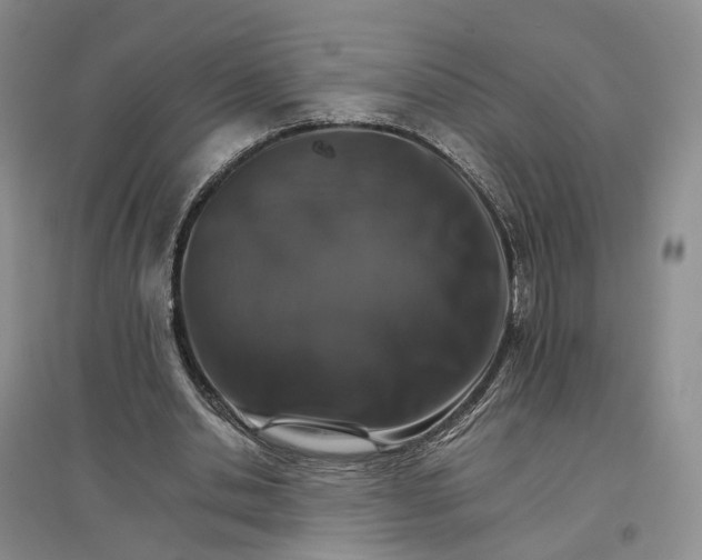 X0000096700438200802261609