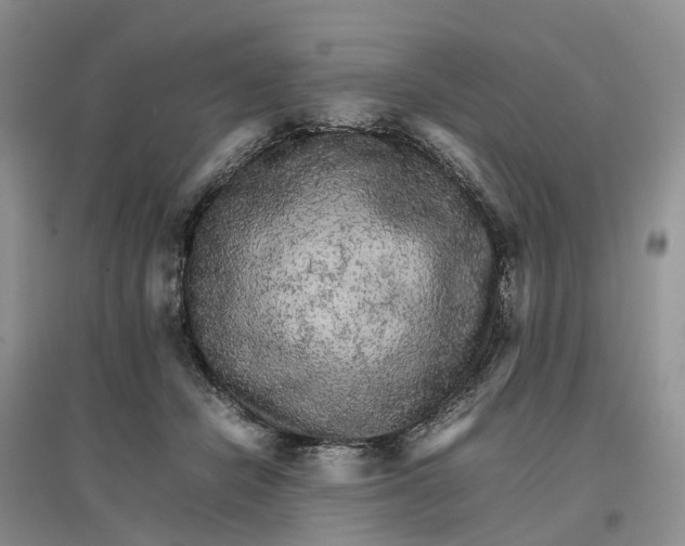 X0000096700462200802261609