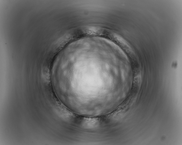 X0000096700469200802261609
