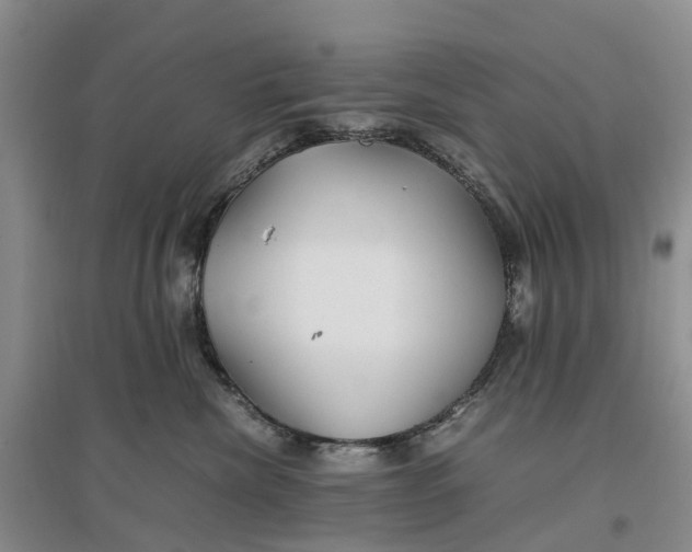 X0000096700476200802261609