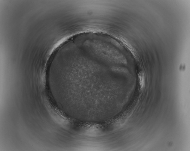 X0000096700488200802261608