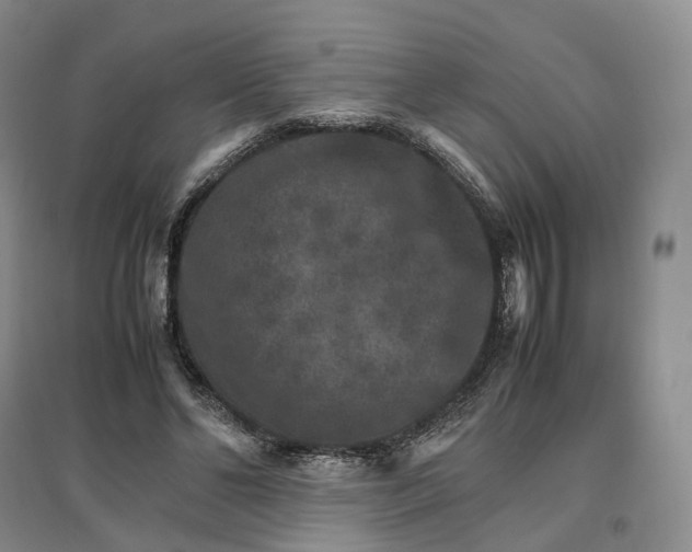 X0000096700494200802261608